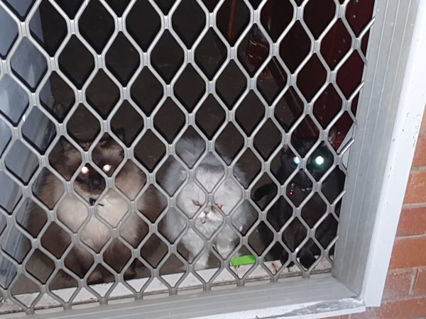 Cats-behind-door